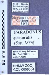 Etiketten zu Paradonus pectoralis (Say, 1836) (NHMW-ZOO-COL-0006564)